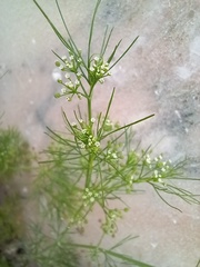 Cyclospermum leptophyllum