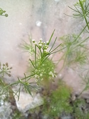 Cyclospermum leptophyllum