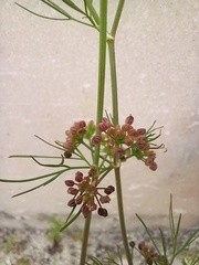 Cyclospermum leptophyllum