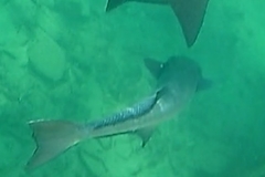 Remora remora