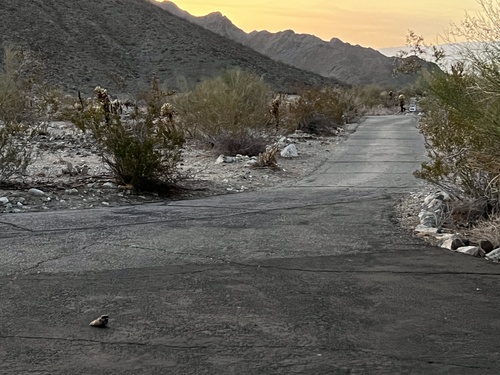 iNaturalist observation photo of Common Poorwill