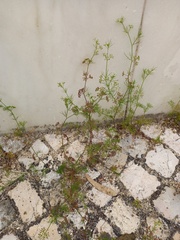 Cyclospermum leptophyllum