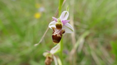 Ophrys scolopax