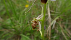 Ophrys scolopax