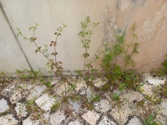 Cyclospermum leptophyllum