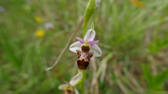Ophrys scolopax