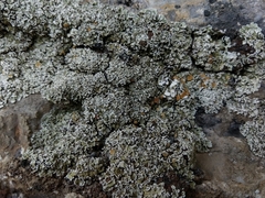 Squamarina concrescens