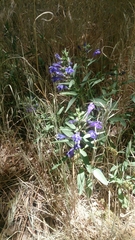 Scutellaria siphocampyloides