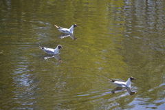 Chroicocephalus ridibundus