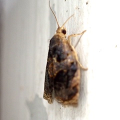 Archips infumatana