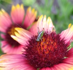 Odontoxiphidium apterum