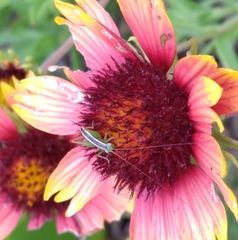 Odontoxiphidium apterum