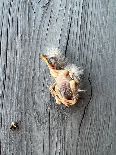 iNaturalist observation photo of House Finch