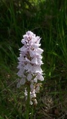 Dactylorhiza maculata ericetorum