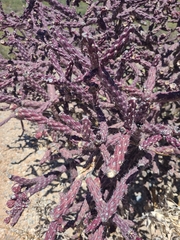Cylindropuntia thurberi versicolor