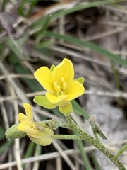Physaria arenosa