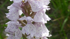 Dactylorhiza maculata ericetorum