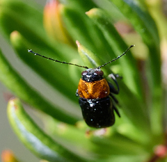 Cryptocephalus sanguinicollis