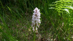 Dactylorhiza maculata ericetorum