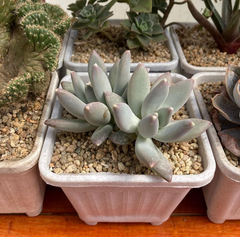 Pachyphytum hookeri