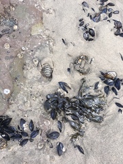 Mytilus californianus