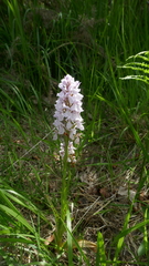 Dactylorhiza maculata ericetorum