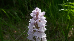 Dactylorhiza maculata ericetorum
