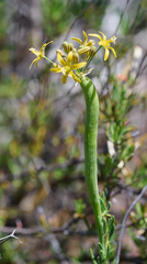 Bloomeria crocea aurea