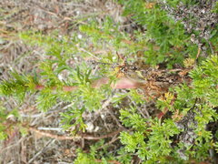 Taphrotopium sulcifrons