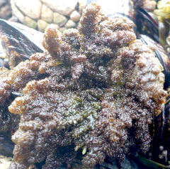 Callithamnion pikeanum