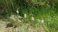 Dactylorhiza maculata ericetorum