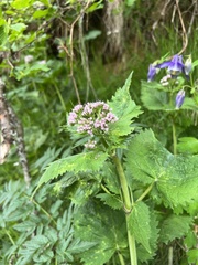 Valeriana pyrenaica