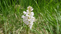 Dactylorhiza maculata ericetorum