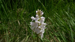 Dactylorhiza maculata ericetorum