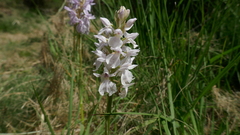Dactylorhiza maculata ericetorum