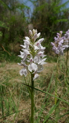 Dactylorhiza maculata ericetorum