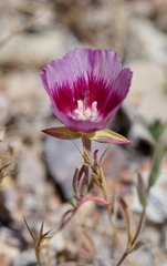Clarkia speciosa
