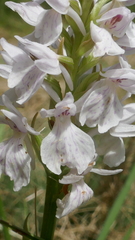 Dactylorhiza maculata ericetorum