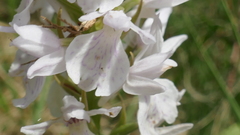 Dactylorhiza maculata ericetorum