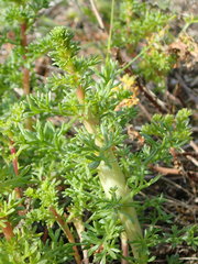 Taphrotopium sulcifrons