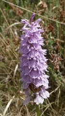 Dactylorhiza maculata ericetorum