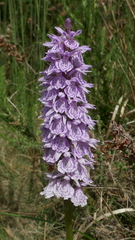 Dactylorhiza maculata ericetorum