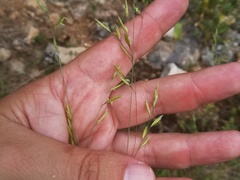 Festuca ampla