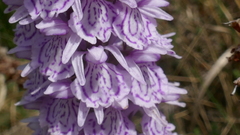 Dactylorhiza maculata ericetorum