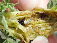 Taphrotopium sulcifrons