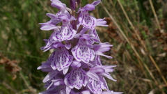 Dactylorhiza maculata ericetorum