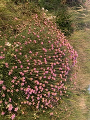 Armeria maritima maritima
