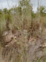 Festuca ampla