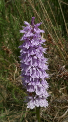 Dactylorhiza maculata ericetorum