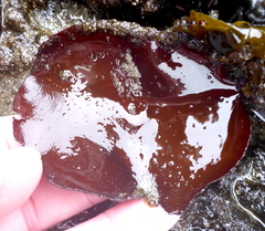 Constantinea simplex